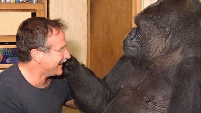 Robin williams death koko gorilla 1