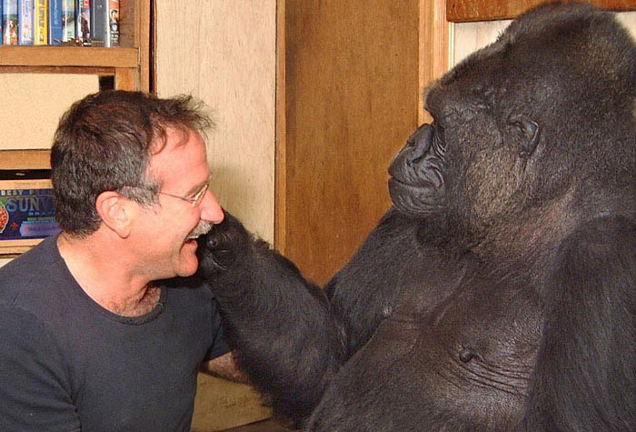 Robin williams death koko gorilla 1