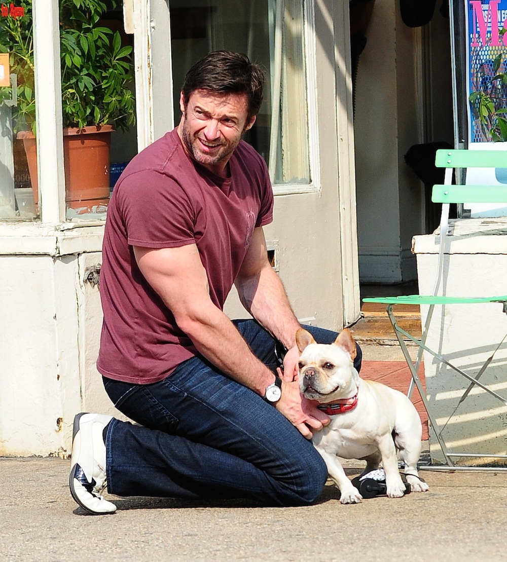 Hugh jackman dog
