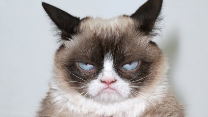 Grumpy cat