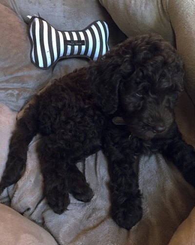 ariana grande new puppy 2 ariana grande new puppy 2