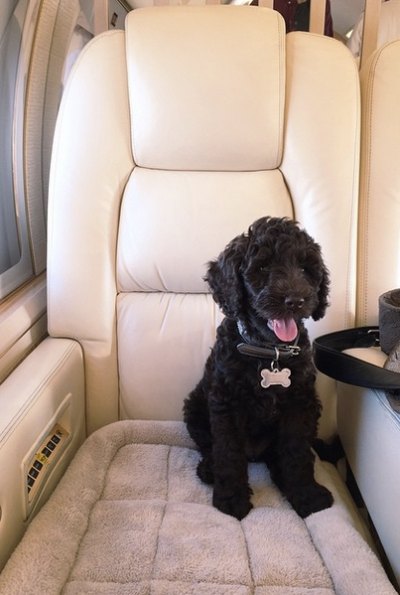 ariana grande new puppy ariana grande new puppy