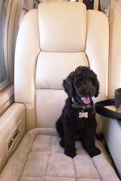 ariana grande new puppy