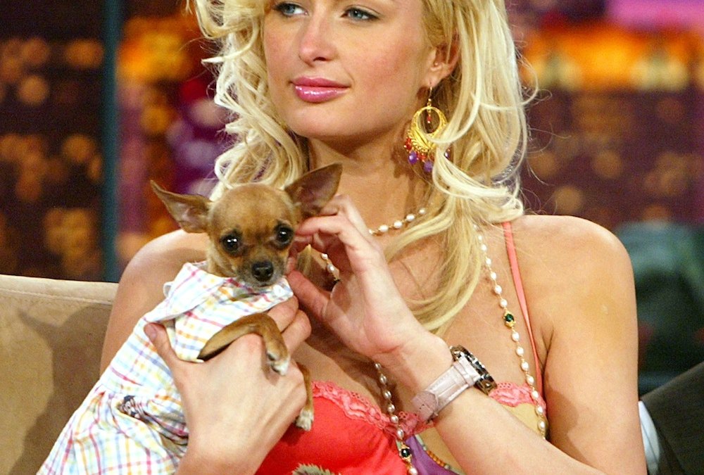 Paris hilton tinkerbell dog