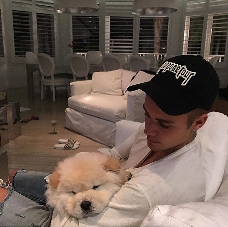 Justin bieber dog