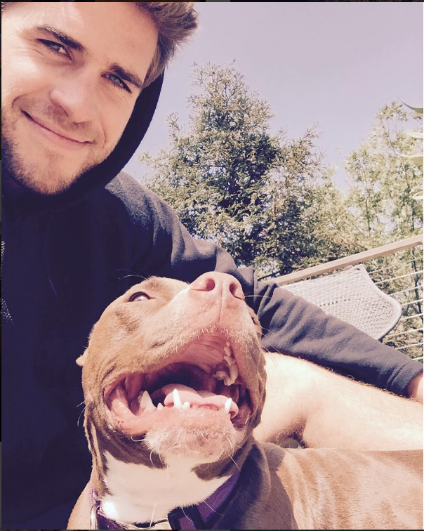 Liam hemsworth dog