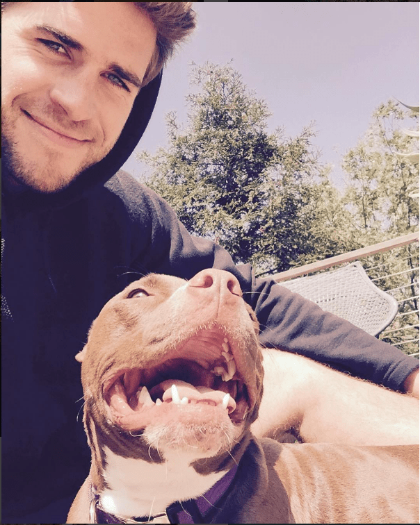 Liam hemsworth dog