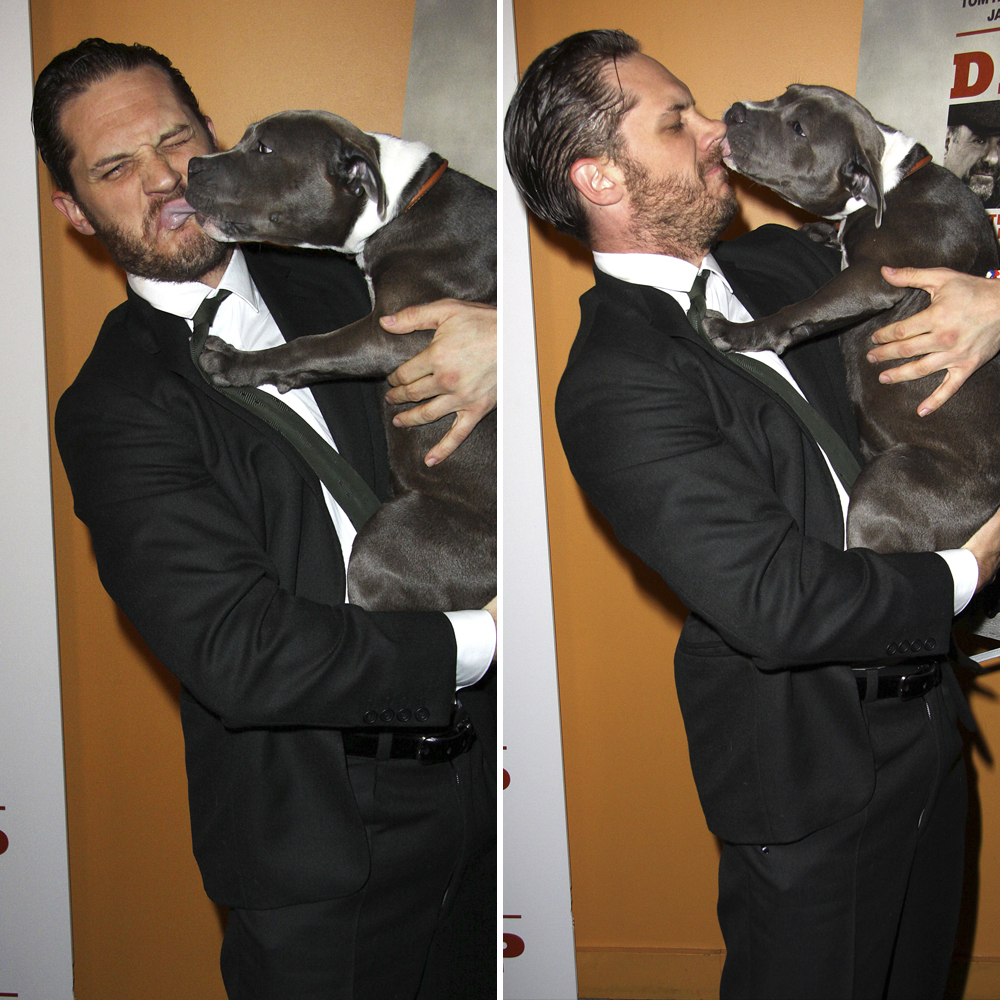 Tom hardy dog