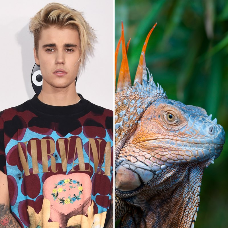 Justin bieber lizard