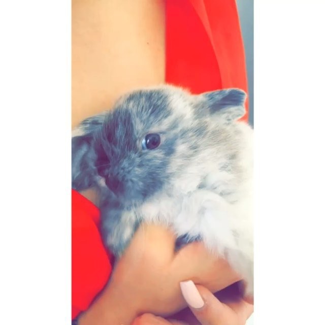 Bruce bunny