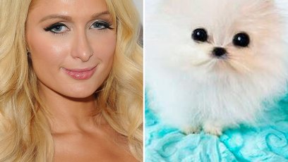 Paris hilton dog