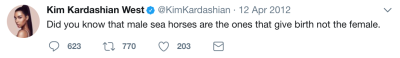kim seahorses kim seahorses