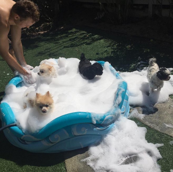 Dogs