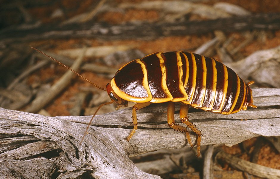 Bronx zoo cockroach valentine