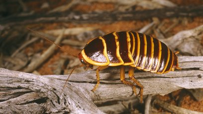 Bronx zoo cockroach valentine