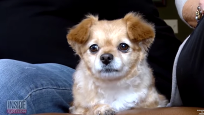 Dog gravesite inside edition