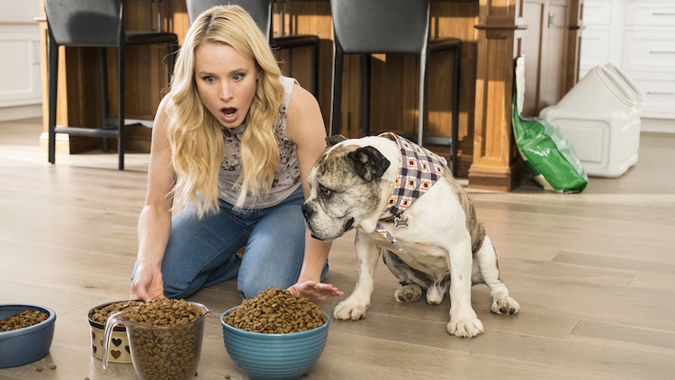 Dog food salmonella