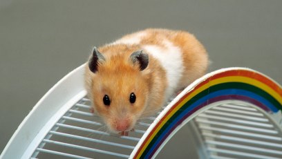 Hamster flushed down toilet