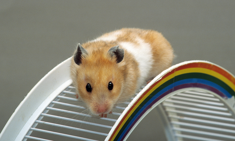 Hamster flushed down toilet