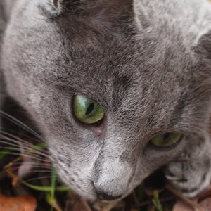 Cats