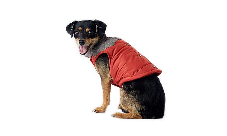 Rust vest for dogs