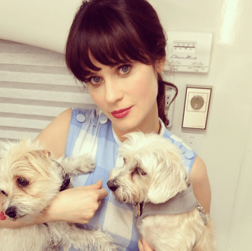 Zooey dogs