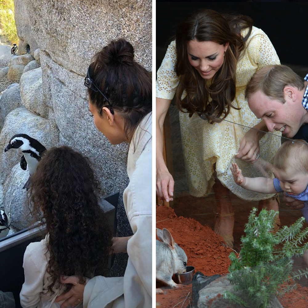 Royals kardashians zoo