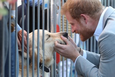 prince harry petting a fan's dog