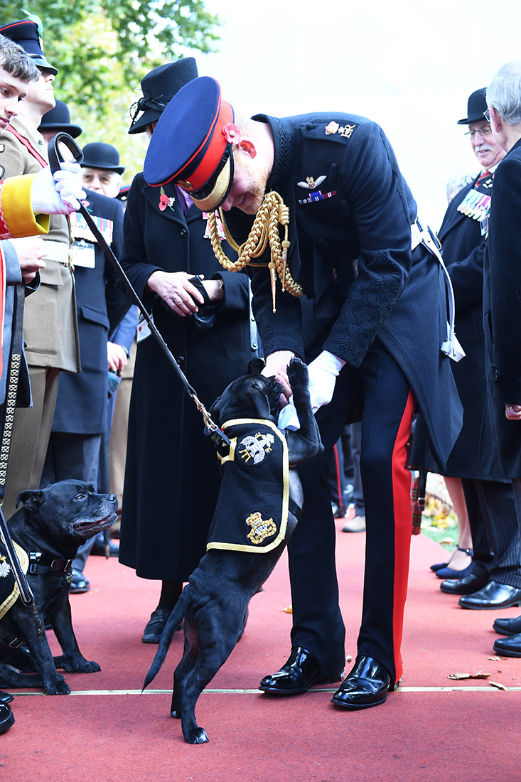 Prince-Harry-Puppies