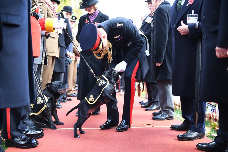 Prince-Harry-Puppies