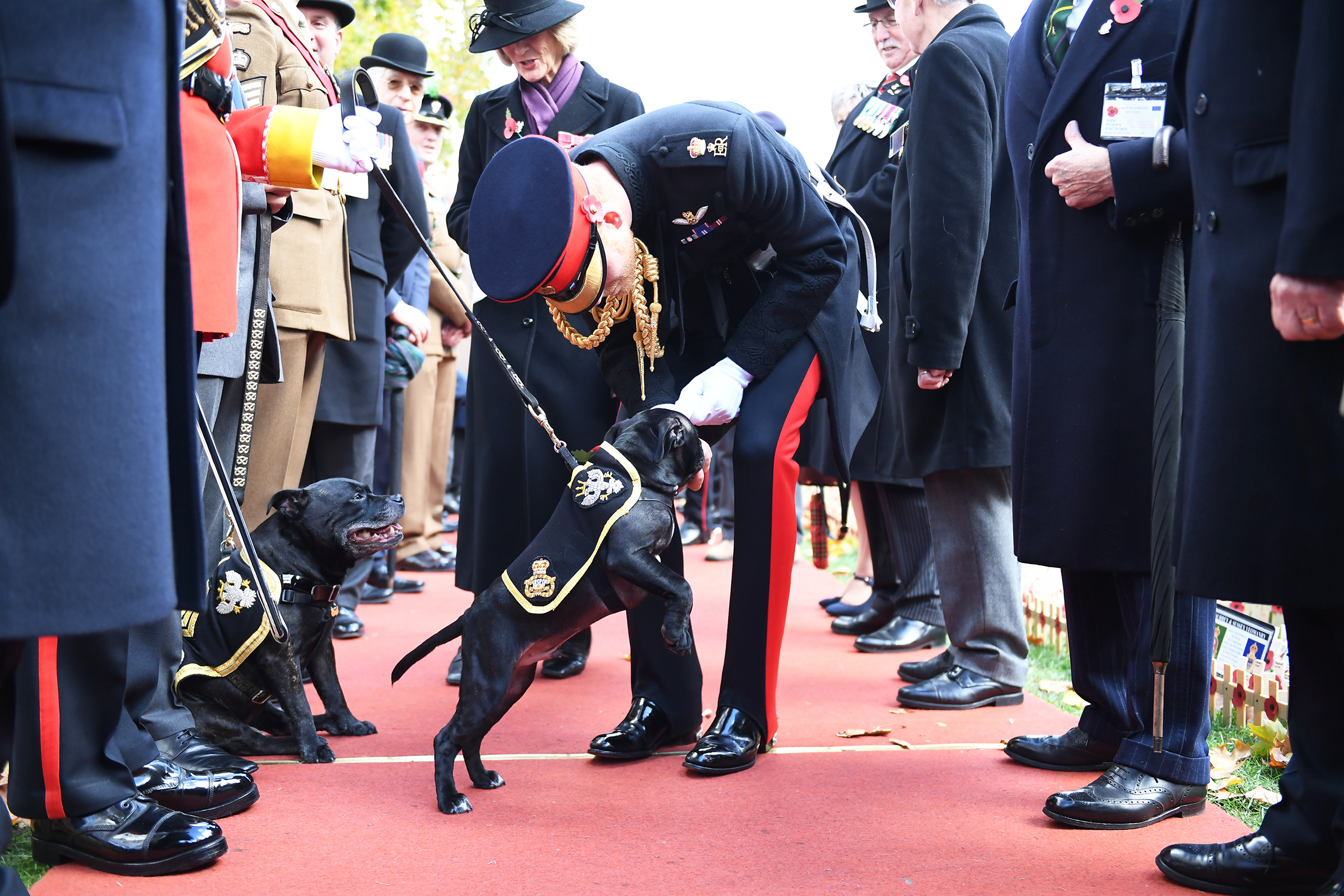 Prince-Harry-Puppies