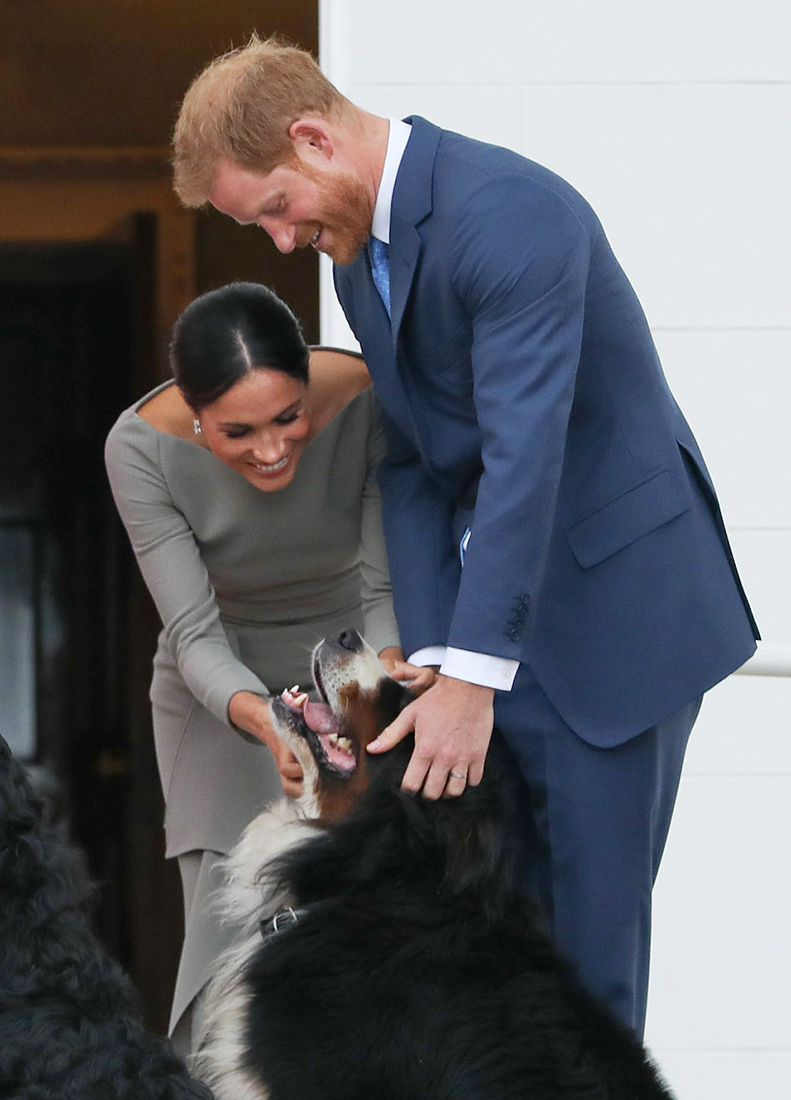 Prince-Harry-Puppies
