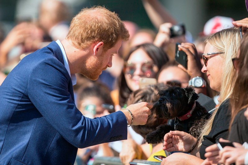 Prince-Harry-Puppies