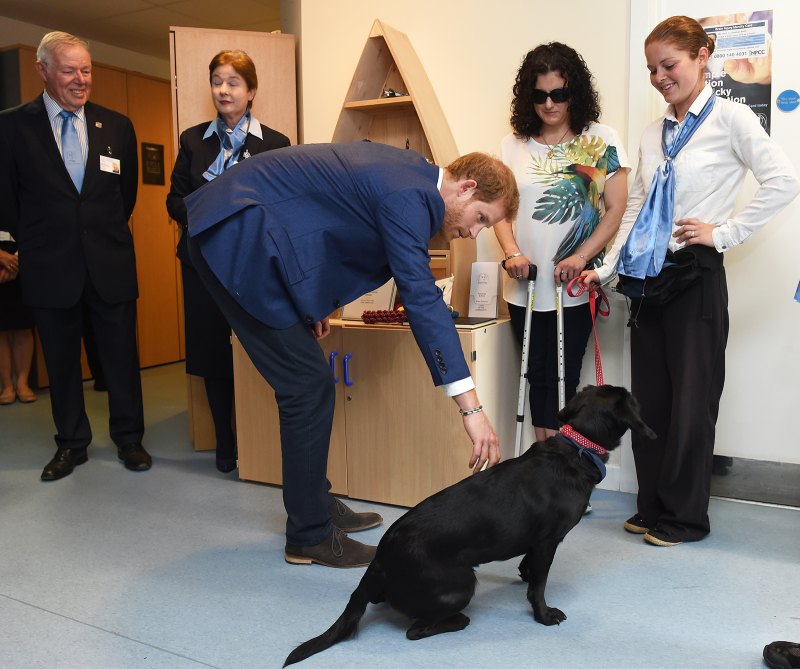 Prince-Harry-Puppies