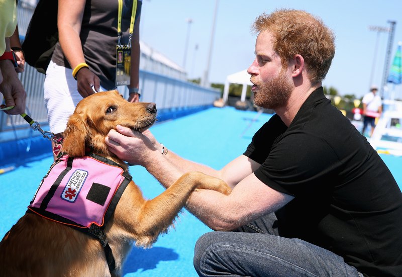 Prince-Harry-Puppies