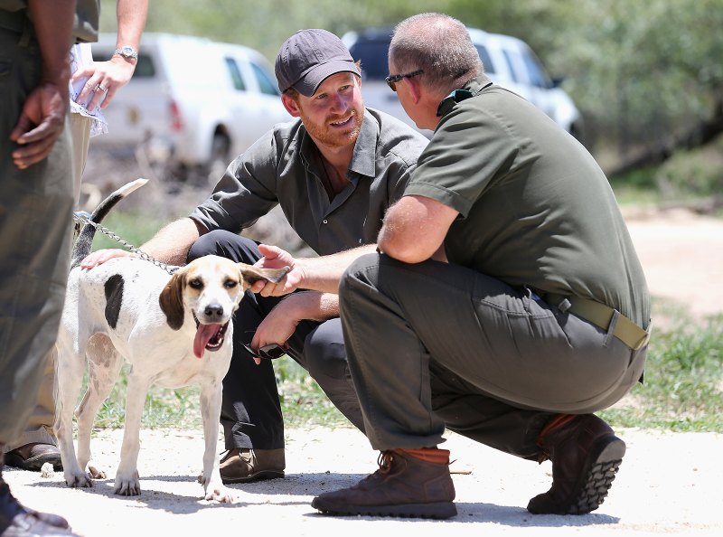 Prince-Harry-Puppies