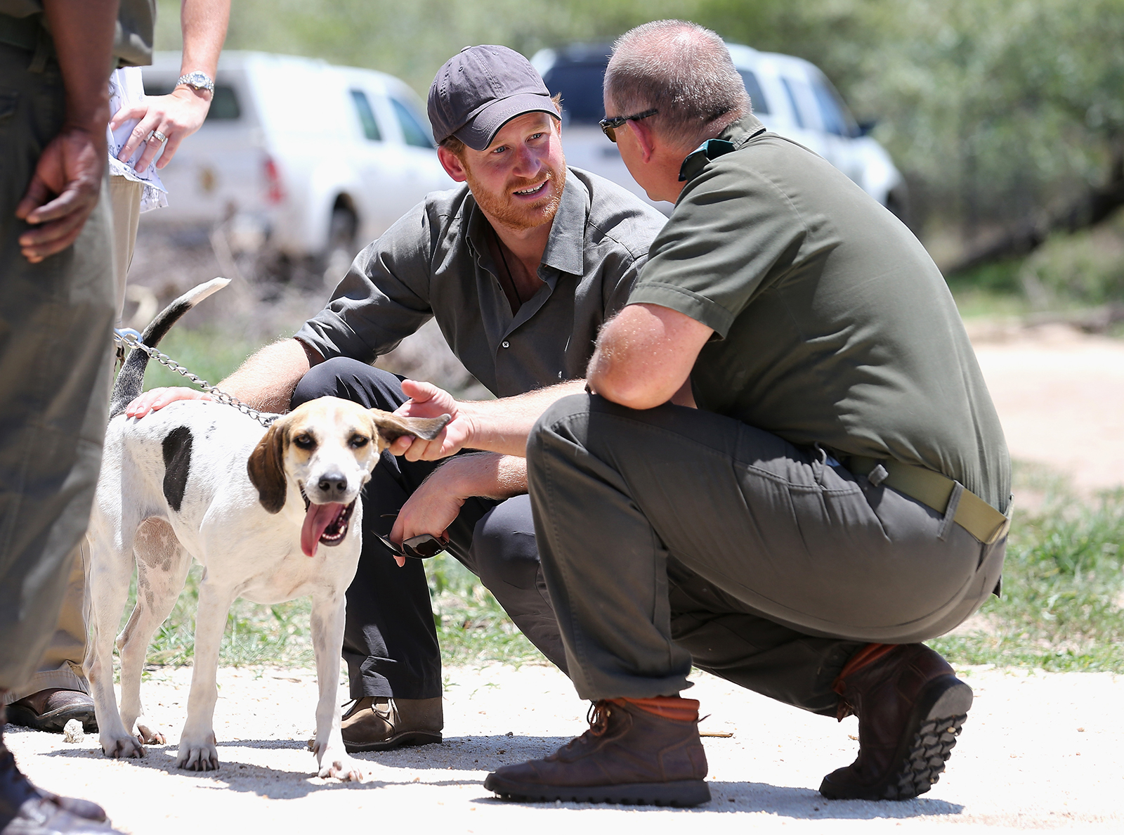 Prince-Harry-Puppies