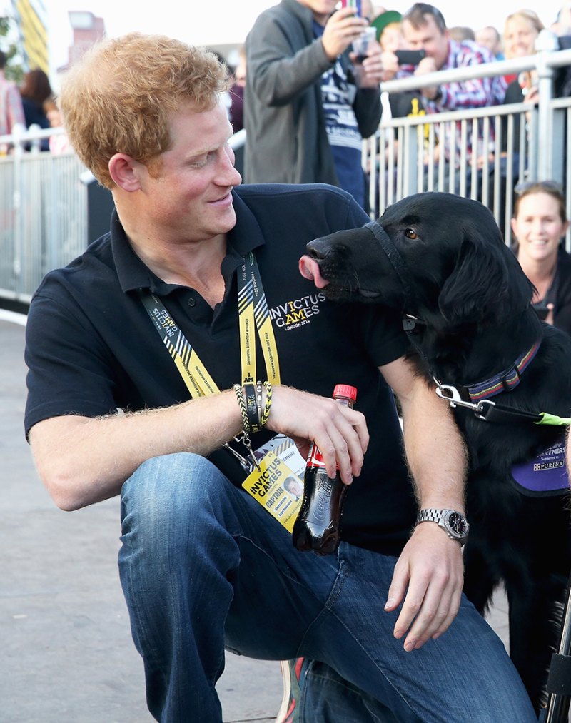 Prince-Harry-Puppies
