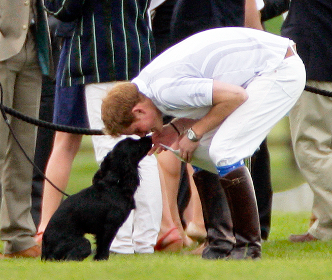 Prince-Harry-Puppies