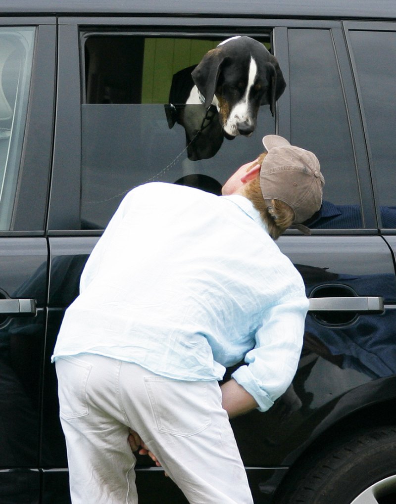 Prince-Harry-Puppies