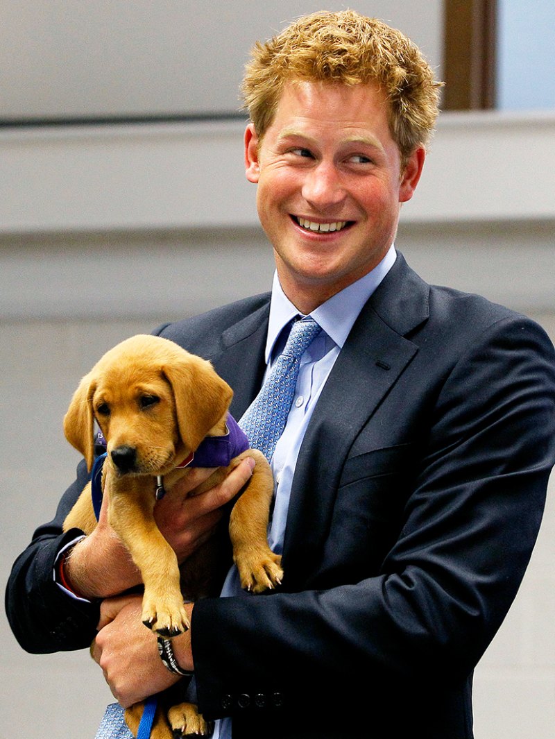 Prince-Harry-Puppies