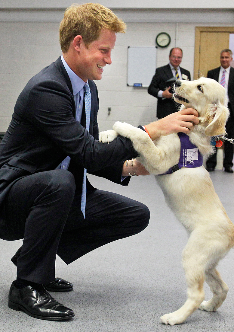 Prince-Harry-Puppies