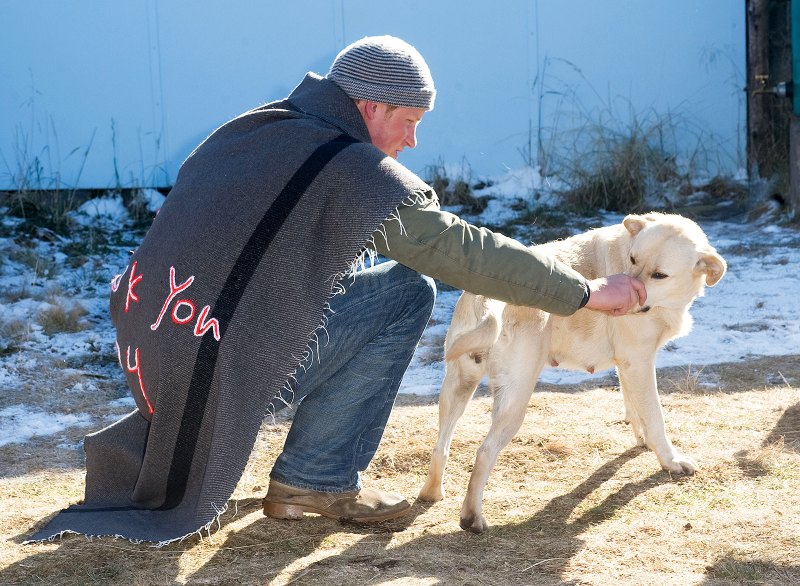 Prince-Harry-Puppies