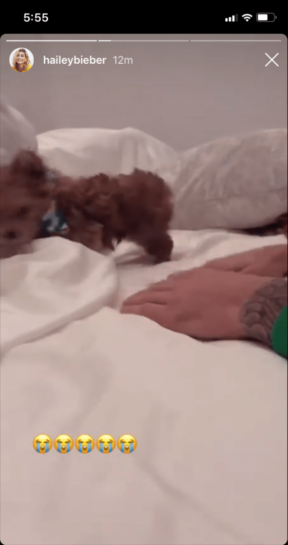 justin-beiber-hailey-baldwin-dog-oscar-christmas