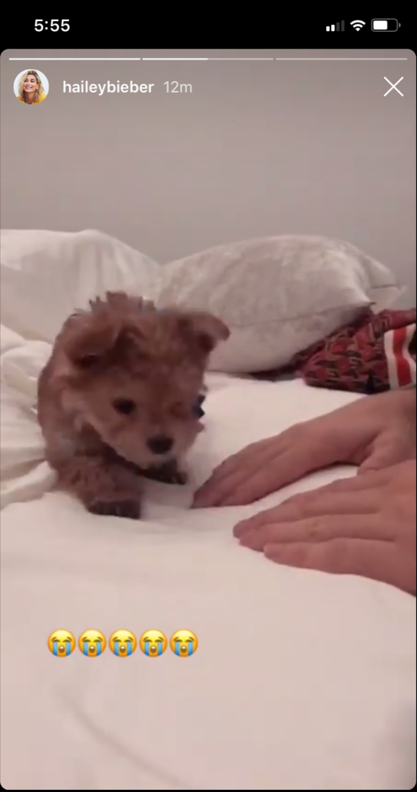 justin-beiber-hailey-baldwin-dog-oscar-christmas