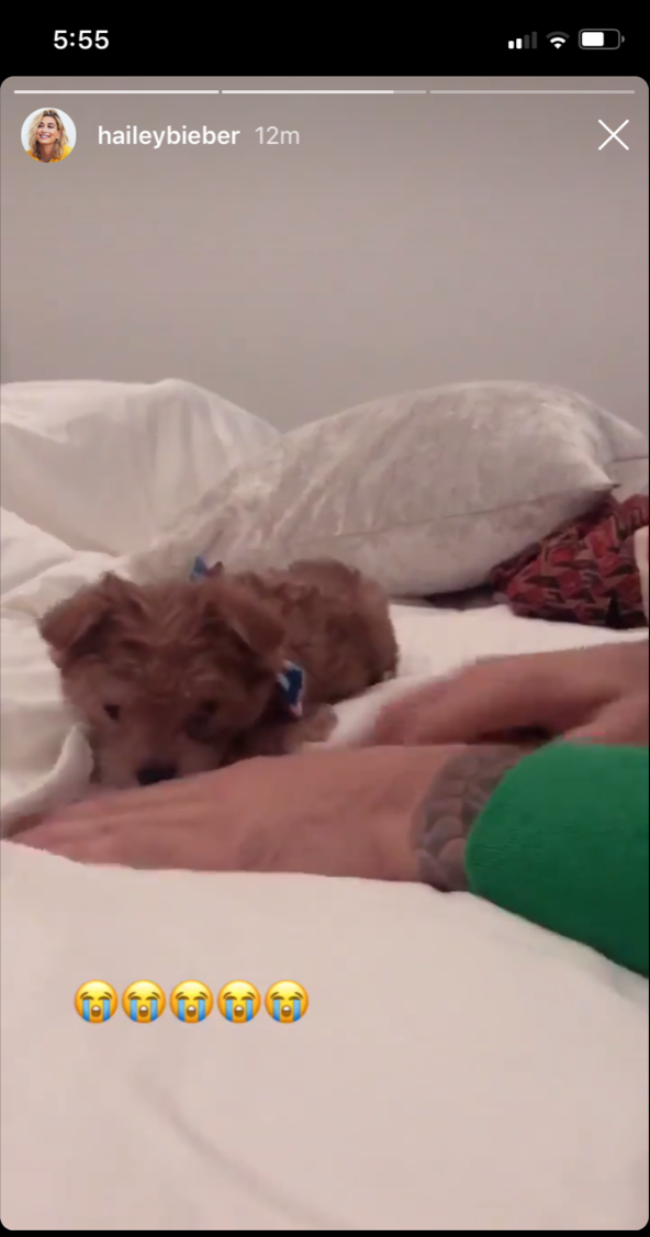 justin-beiber-hailey-baldwin-dog-oscar-christmas