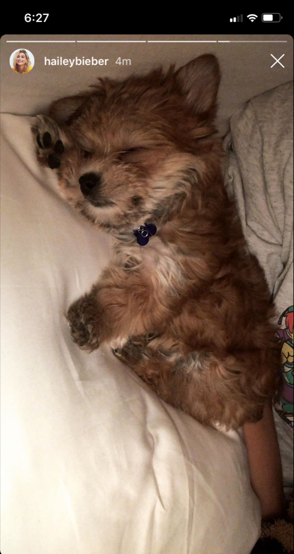 justin-beiber-hailey-baldwin-dog-oscar-christmas