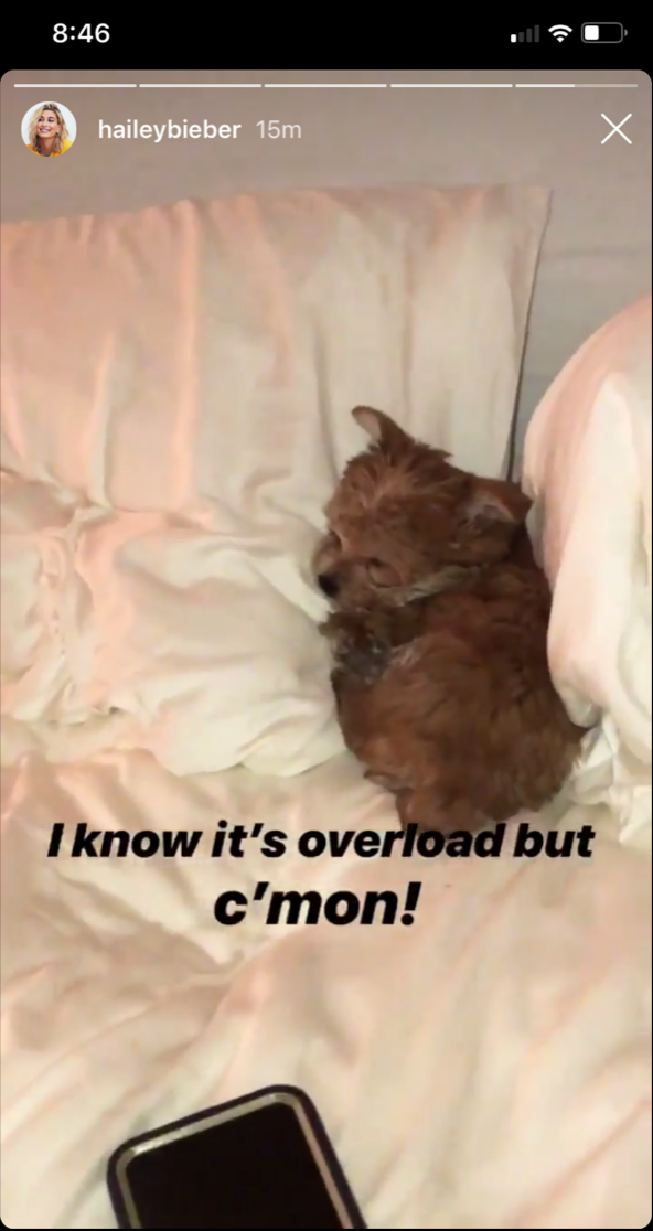 justin-beiber-hailey-baldwin-dog-oscar-christmas
