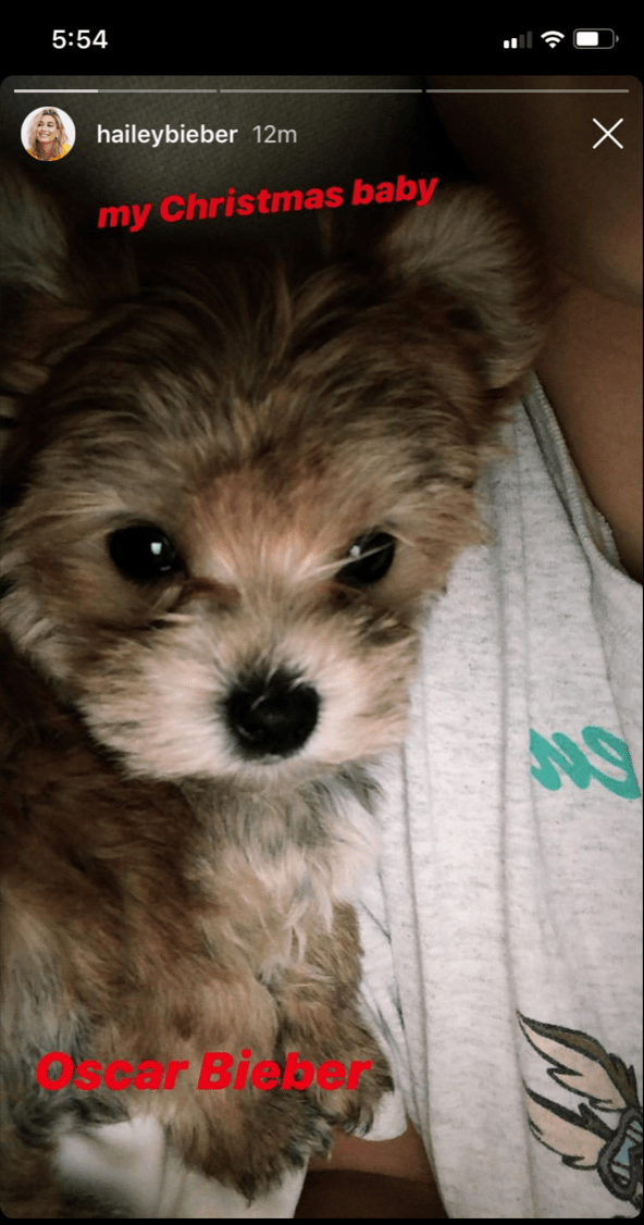 justin-beiber-hailey-baldwin-dog-oscar-christmas