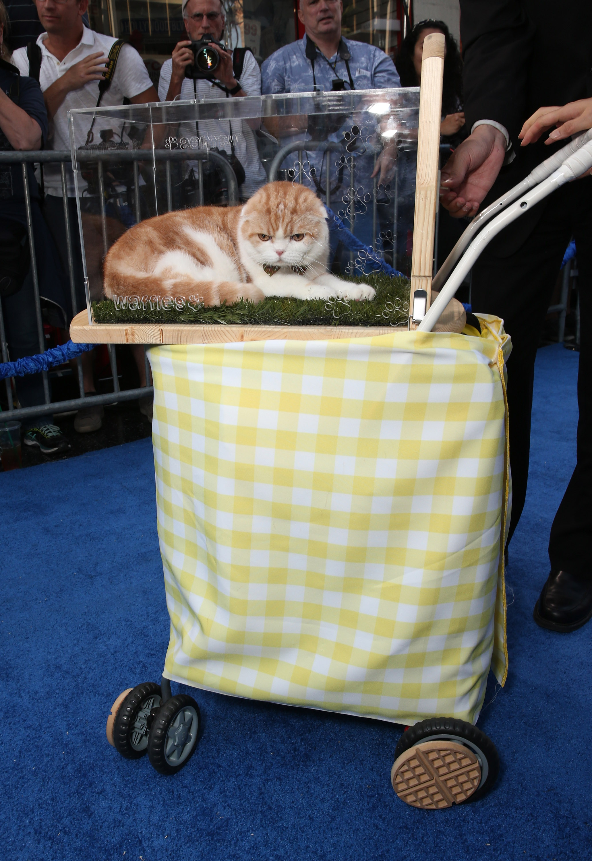 Premiere Of EuropaCorp's "Nine Lives" Red Carpet